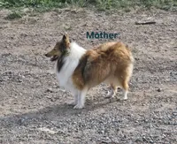 Buddy, a male Shetland Sheepdog for sale in Unity, WI – 5 of 6