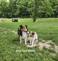 Shari, a female Shetland Sheepdog for sale in Unity, WI – 8 of 8