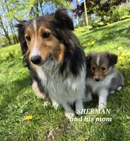 Sherman, a male Shetland Sheepdog for sale in Unity, WI – 3 of 6