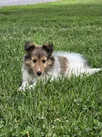 Sophia, a female Shetland Sheepdog for sale in Unity, WI – 3 of 6