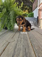 Oakley, a female Shetland Sheepdog and Basset Hound for sale in Unity, WI – 5 of 6