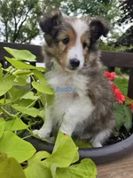 Buddy, a male Shetland Sheepdog for sale in Unity, WI – 2 of 6