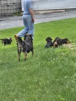 Oneida, a female Shetland Sheepdog and Basset Hound for sale in Unity, WI – 6 of 8