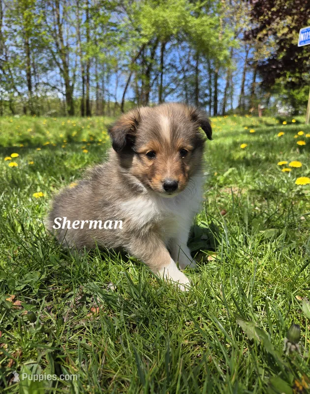 Sherman – Shetland Sheepdog puppy for sale in Unity, WI