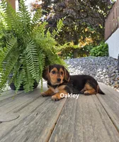 Oakley, a female Shetland Sheepdog and Basset Hound for sale in Unity, WI – 4 of 6