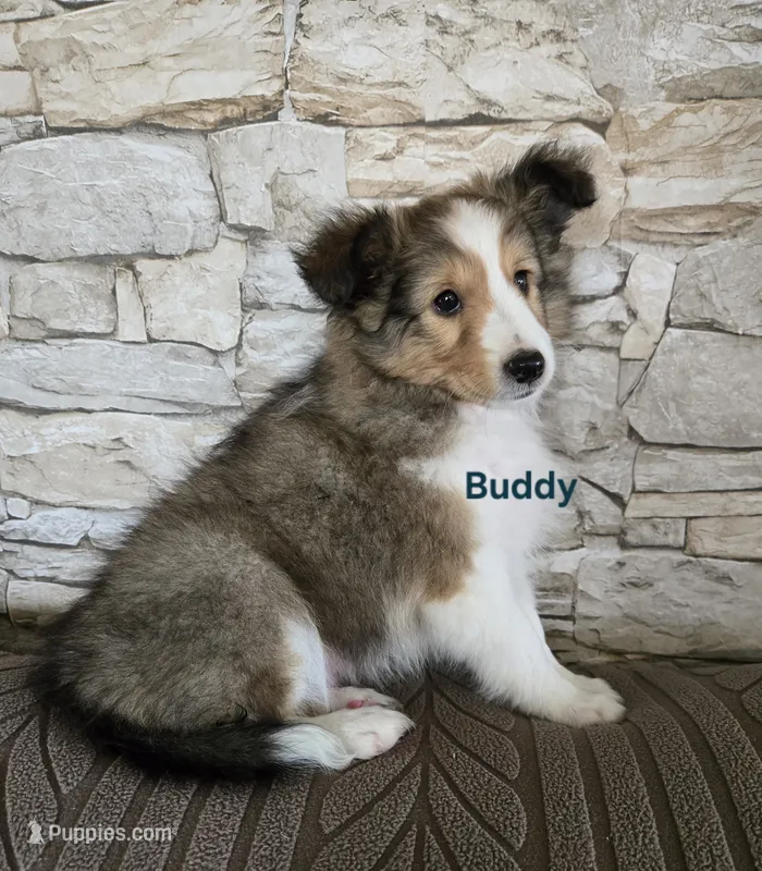 Buddy – Shetland Sheepdog puppy for sale in Unity, WI