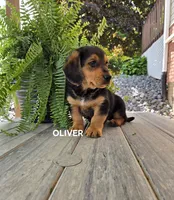Oliver, a male Shetland Sheepdog and Basset Hound for sale in Unity, WI – 2 of 5