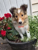 Bella, a female Shetland Sheepdog for sale in Unity, WI – 2 of 6