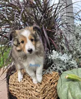 Buddy, a male Shetland Sheepdog for sale in Unity, WI – 3 of 6
