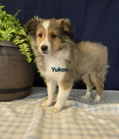 Yukon, a male Shetland Sheepdog for sale in Unity, WI – Photo 1 of 3