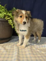 Yukon, a male Shetland Sheepdog for sale in Unity, WI – Photo 3 of 3