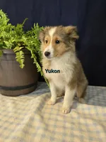 Yukon, a male Shetland Sheepdog for sale in Unity, WI – Photo 2 of 3
