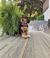 Oneida, a female Shetland Sheepdog and Basset Hound for sale in Unity, WI – 2 of 6