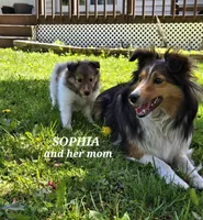 Sophia, a female Shetland Sheepdog for sale in Unity, WI – 3 of 5