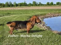 Oliver, a male Shetland Sheepdog and Basset Hound for sale in Unity, WI – 7 of 7
