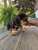 Oralee, a female Shetland Sheepdog and Basset Hound for sale in Unity, WI – 4 of 4