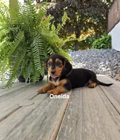 Oneida, a female Shetland Sheepdog and Basset Hound for sale in Unity, WI – 5 of 6