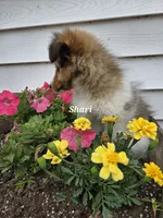 Shari, a female Shetland Sheepdog for sale in Unity, WI – 3 of 8