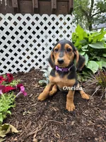 Oneida, a female Shetland Sheepdog and Basset Hound for sale in Unity, WI – 3 of 8