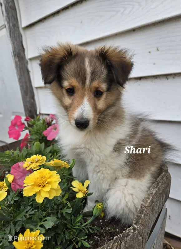 Shari – Shetland Sheepdog puppy for sale in Unity, WI