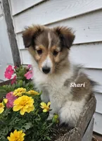 Shari, a female Shetland Sheepdog for sale in Unity, WI – 1 of 8