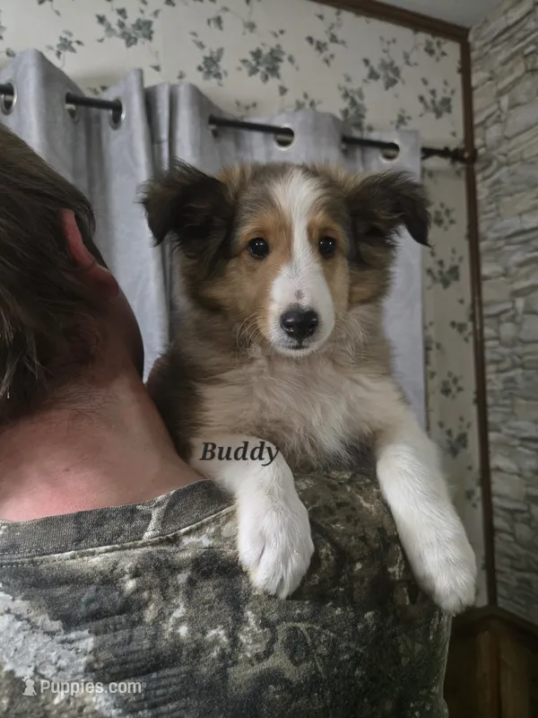 Buddy – Shetland Sheepdog puppy for sale in Unity, WI