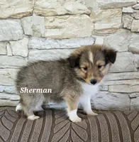 Sherman, a male Shetland Sheepdog for sale in Unity, WI – 4 of 6