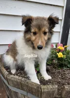 Sophia, a female Shetland Sheepdog for sale in Unity, WI – 2 of 6