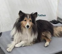 Bella, a female Shetland Sheepdog for sale in Unity, WI – 6 of 6