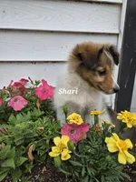 Shari, a female Shetland Sheepdog for sale in Unity, WI – 4 of 8