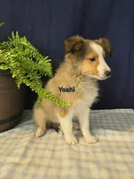 Yoshi, a male Shetland Sheepdog for sale in Unity, WI – Photo 4 of 4