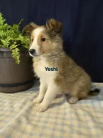 Yoshi, a male Shetland Sheepdog for sale in Unity, WI – Photo 1 of 4
