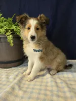 Yoshi, a male Shetland Sheepdog for sale in Unity, WI – Photo 2 of 4