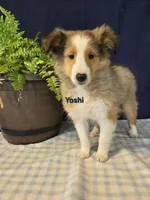 Yoshi, a male Shetland Sheepdog for sale in Unity, WI – Photo 3 of 4