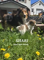 Shari, a female Shetland Sheepdog for sale in Unity, WI – 4 of 6