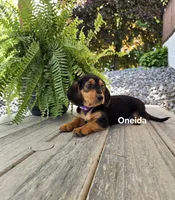 Oneida, a female Shetland Sheepdog and Basset Hound for sale in Unity, WI – 3 of 6