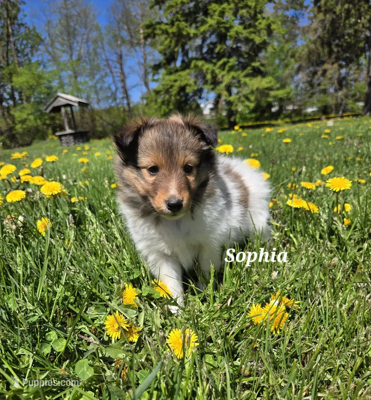 Sophia – Shetland Sheepdog puppy for sale in Unity, WI