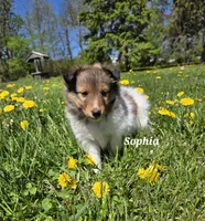 Sophia, a female Shetland Sheepdog for sale in Unity, WI – 1 of 5