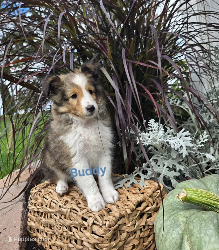 Buddy – Shetland Sheepdog puppy for sale in Unity, WI