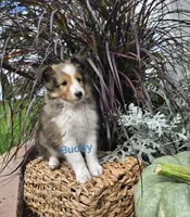 Buddy, a male Shetland Sheepdog for sale in Unity, WI – 1 of 6