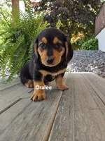 Oralee, a female Shetland Sheepdog and Basset Hound for sale in Unity, WI – 2 of 4