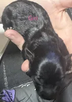 Puppies, a female Dachshund and Pomeranian for sale in Kenosha, WI – 8 of 8