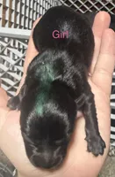 Puppies, a female Dachshund and Pomeranian for sale in Kenosha, WI – 2 of 8