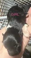 Puppies, a female Dachshund and Pomeranian for sale in Kenosha, WI – 4 of 8