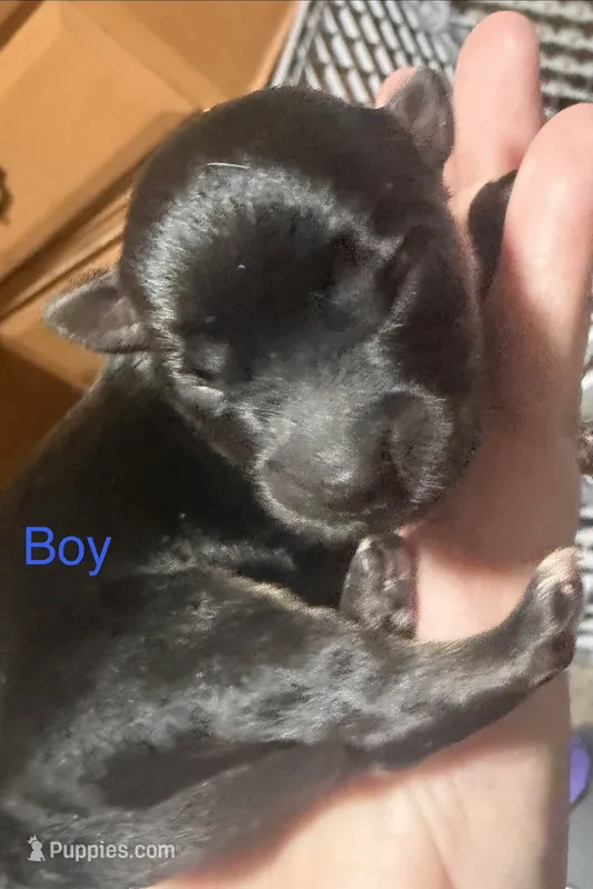 Puppies – Dachshund, Pomeranian puppy for sale in Kenosha, WI