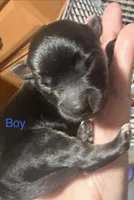 Puppies, a female Dachshund and Pomeranian for sale in Kenosha, WI – 1 of 8