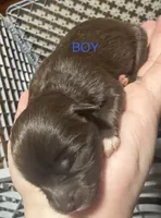 Puppies, a female Dachshund and Pomeranian for sale in Kenosha, WI – 3 of 8