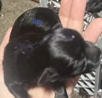 Puppies, a female Dachshund and Pomeranian for sale in Kenosha, WI – 5 of 8
