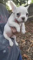 French bulldog , a female French Bulldog for sale in Hartselle, AL – 9 of 10