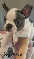 French bulldog , a female French Bulldog for sale in Hartselle, AL – 4 of 10